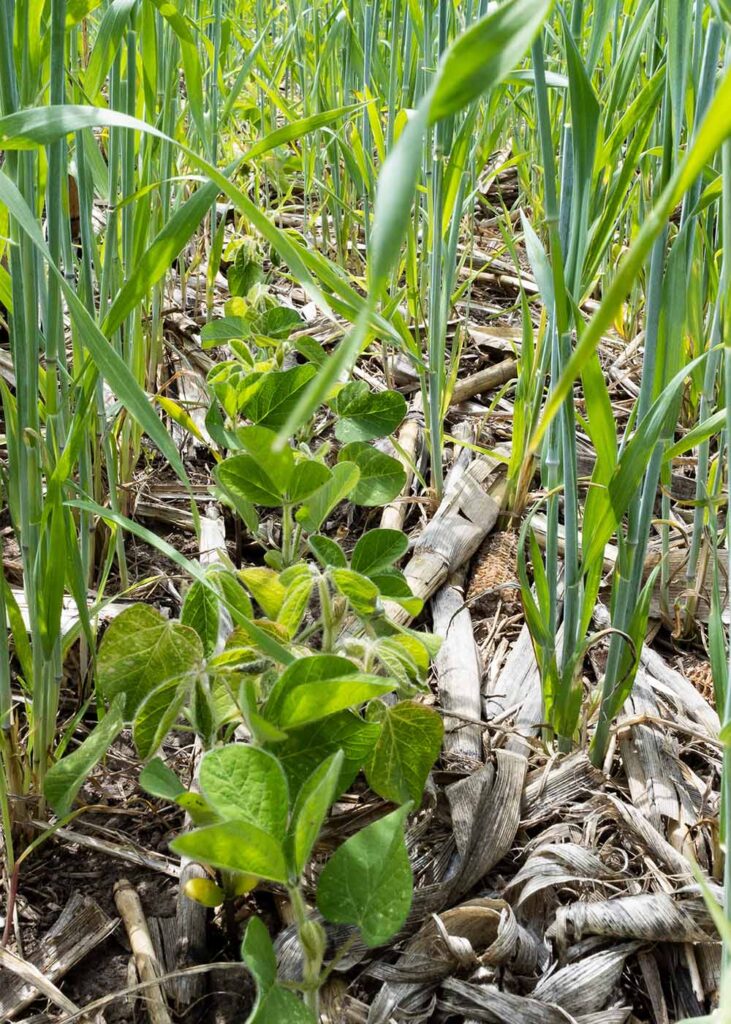 photo image of soybean seedlings growing between rows of winter rye cover crops